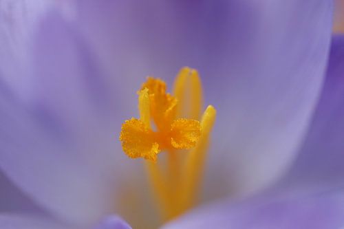 Binnen in een krokus