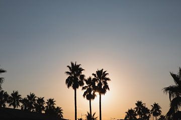 Palmbomen ondergaande zon