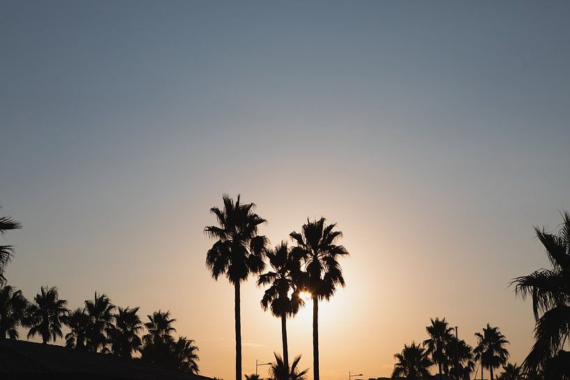Palmen bei Sonnenuntergang von Amber den Oudsten