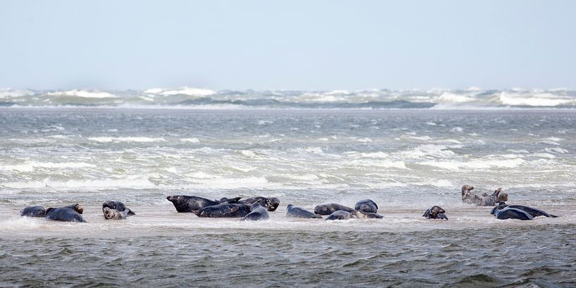 Zeehonden by Evert Jan Kip