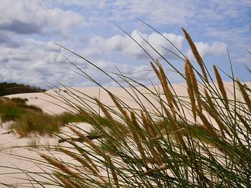 Dunes avec l'ammophile sur Judith van Wijk