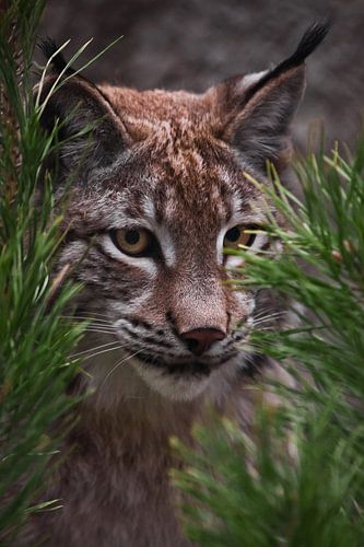 Snuitlynx van dichtbij tussen de dennentakken, de kat kijkt zorgvuldig uit de hinderlaag, attente bl