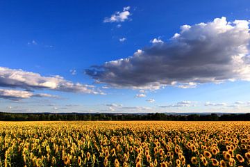 Sommerabend von Thomas Jäger