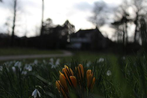 Das Frühlingshaus in Fernost