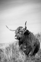 Scottish Highlander - noir et blanc