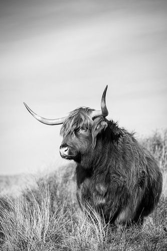 Scottish Highlander - black and white