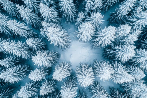Winter forest from the air