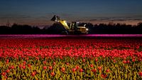 Tulpen bei Nacht