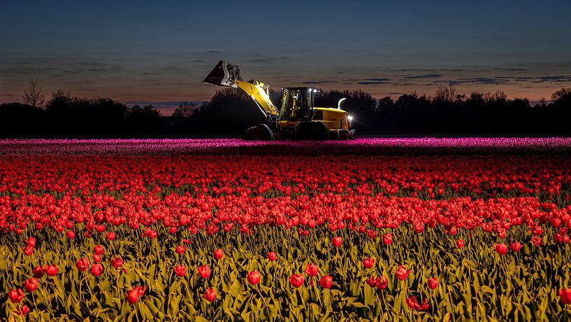 Tulips at night by Henk Hulshof