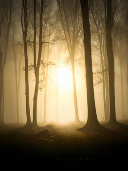 Bäume im mystischen Morgenlicht - Boden in mystiek ochtendlicht