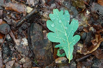 Groen eikenblad met regendruppels op bosgrond