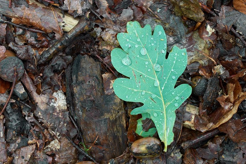 Groen eikenblad met regendruppels op bosgrond van Cor de Hamer