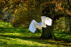 A white snowy owl