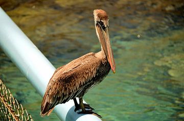 Pelican in Curaçao by Karel Frielink