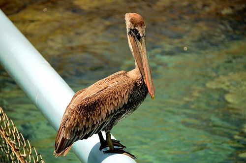 Pelikaan in Curaçao