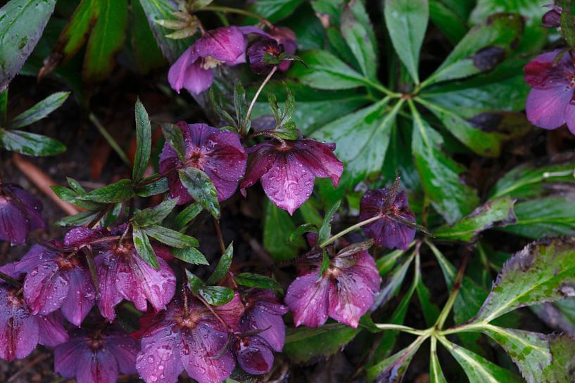 After the rain by Thomas Jäger