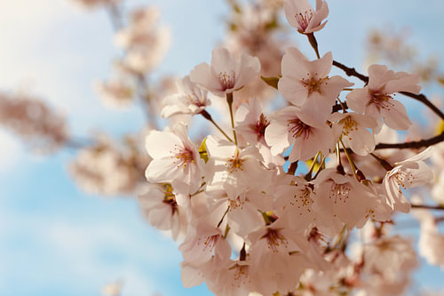 Cherry Blossom - Fleurs de cerisier