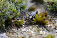This common Smalboktor in the woods of Asten