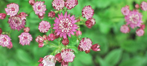 Great masterwort by Mariska de Groot