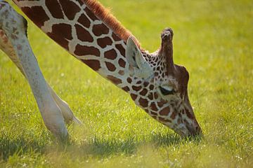 Giraffe by Frank Smedts