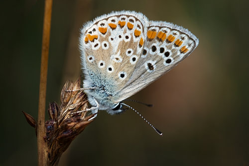 Icarus Blue