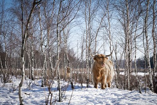 Scottish Highlanders
