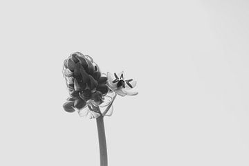 Minimalist Print of a Flower in bud by Crystal Clear