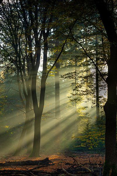 Sun harps II by Eelke Brandsma