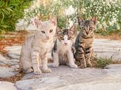 Trois bébés chats dans une allée grecque par Katho Menden Aperçu