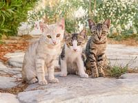 Drie babykatten in een Griekse steegje