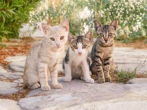 Three Baby Cats in a Greek Alleyway