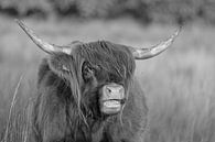 Schotse hooglander (zwart wit) van Anneke Hooijer thumbnail