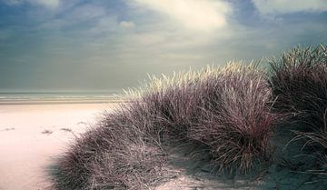 2891 Dune grass van Adrien Hendrickx