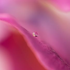 Vierkant abstract in roze: Druppel in golvende blaadje van Marjolijn van den Berg