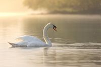 Schwan am magischen Morgen