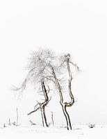 Winter Hoge Venen