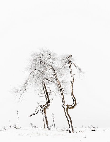 Winter Hoge Venen by Steven Hendrix
