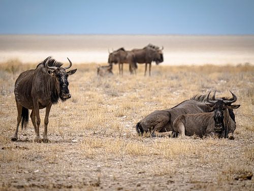 Gnoes in Etosha NP