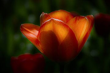 Tulpe von Martina Dol