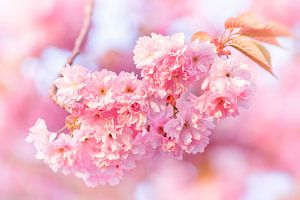 Die Farbe der Kirschblüte