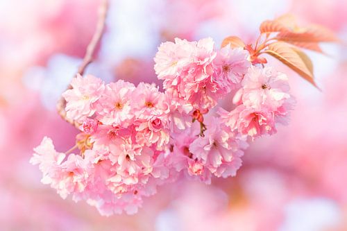 The color of the cherry blossom