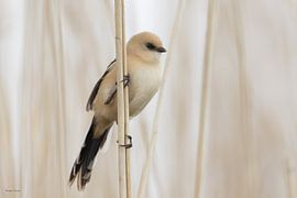 Bärtchen von Ruben Evers