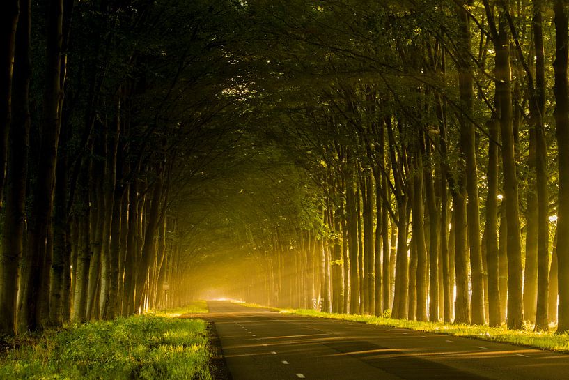 Sunlight through the trees by Dennis Bresser