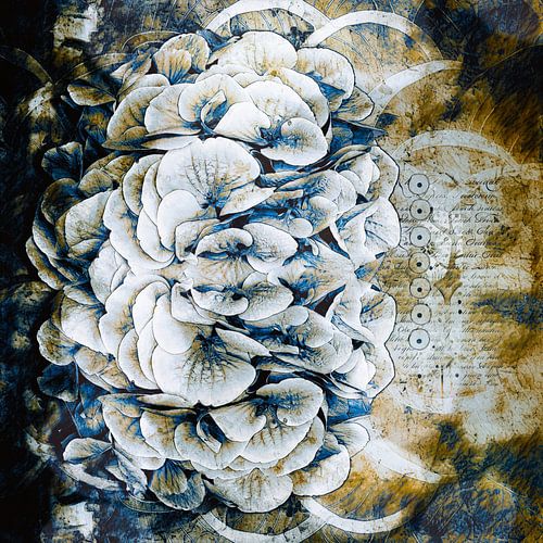 Hortensia tussen de cirkels