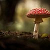 Fliegenpilz im Wald von Martina Weidner