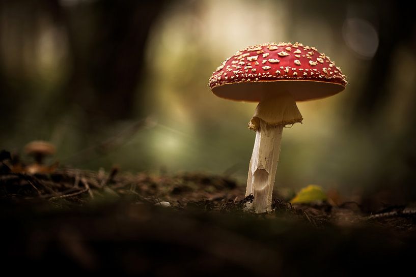 Amanite dans la forêt par Martina Weidner