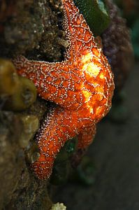 Oranje zeester en zee-annemonen van Jeroen van Deel