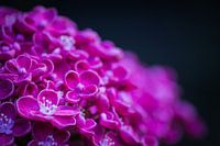 Hortensia