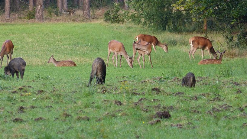 Herten, Zwijnen von Gijs van Veldhuizen