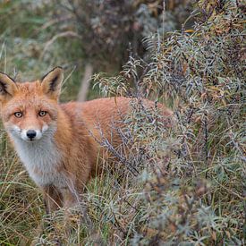 Fox by Petra Bos